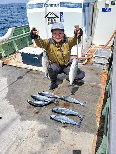 サクラマスの釣果