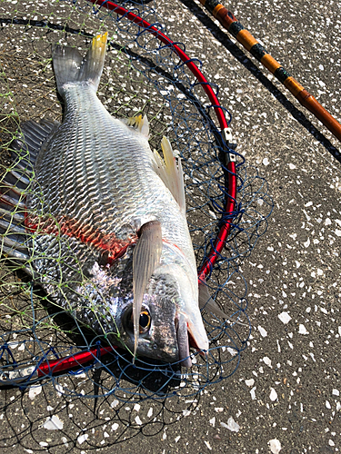 キビレの釣果