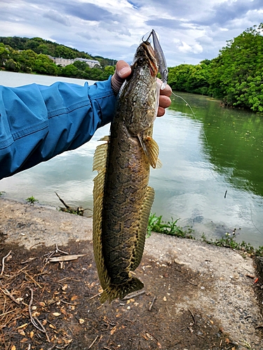 ライギョの釣果