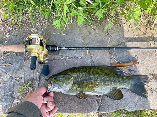 スモールマウスバスの釣果