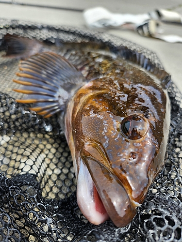 アイナメの釣果