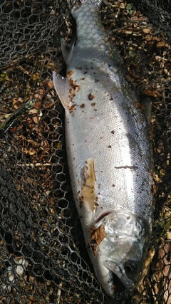 アマゴの釣果