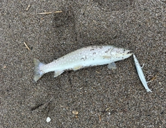 アメマスの釣果