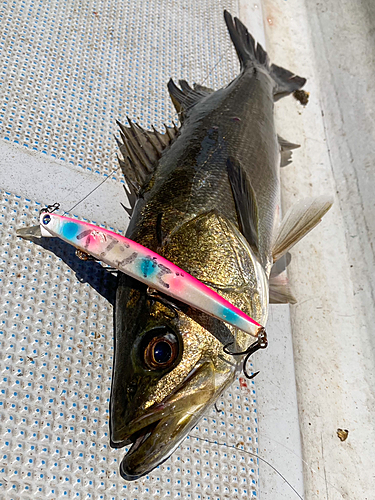 シーバスの釣果