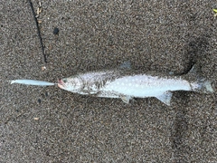 アメマスの釣果