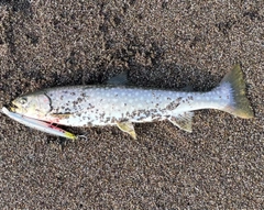 アメマスの釣果