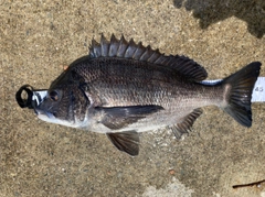 チヌの釣果