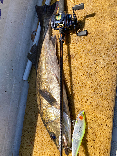 シーバスの釣果