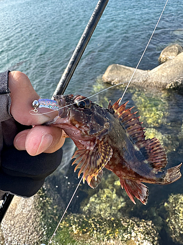 ガシラの釣果