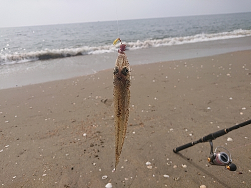 キスの釣果