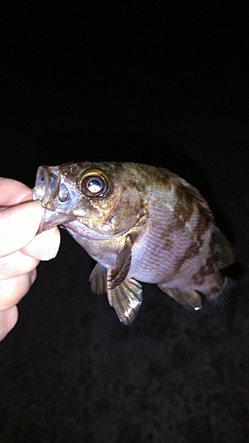 メバルの釣果