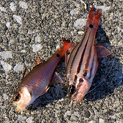 ネンブツダイの釣果