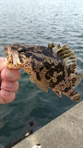 タケノコメバルの釣果