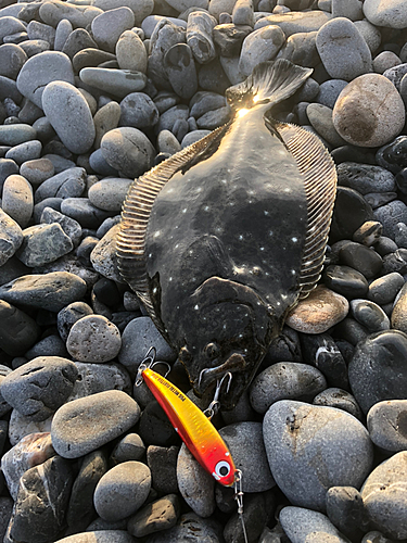 ソゲの釣果