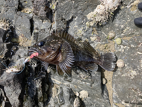 ムラソイの釣果