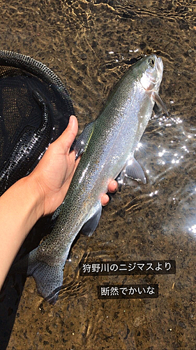 ニジマスの釣果