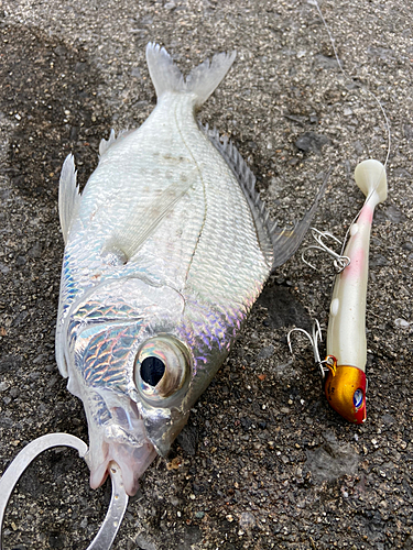 シマヒイラギの釣果