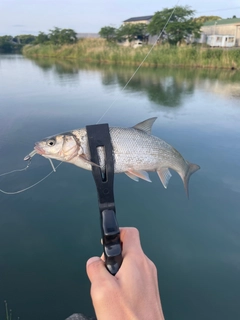 ウグイの釣果