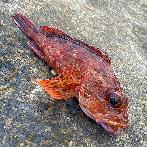 カサゴの釣果