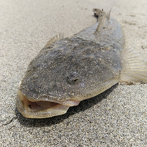 マゴチの釣果