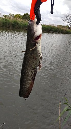 ナマズの釣果