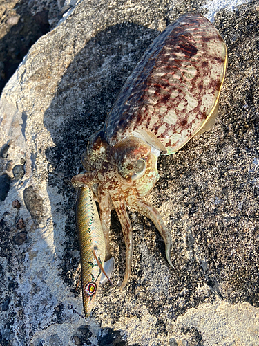 コウイカの釣果