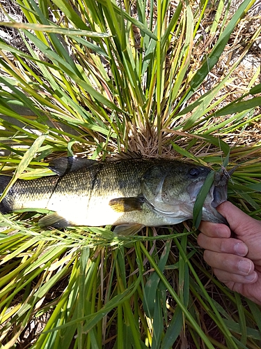 ラージマウスバスの釣果