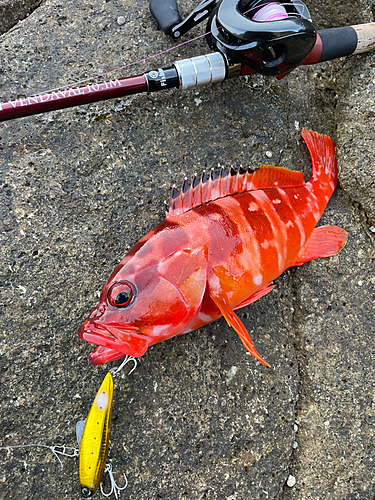 アカハタの釣果