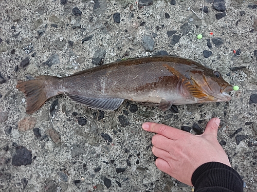 アイナメの釣果