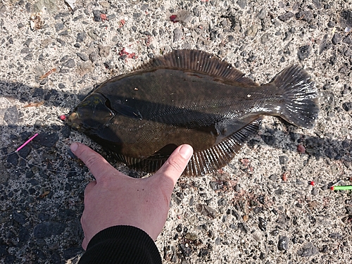 カレイの釣果