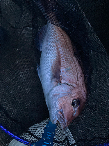 タイの釣果