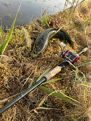 ライギョの釣果