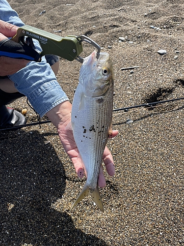 コノシロの釣果