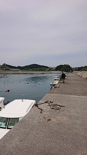 アイナメの釣果