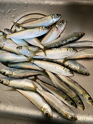 カタボシイワシの釣果