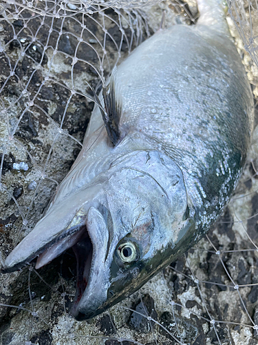 サクラマスの釣果