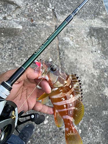 アカハタの釣果