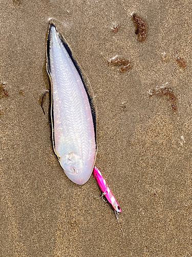 シタビラメの釣果