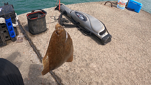 カレイの釣果