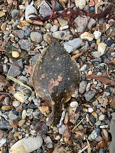 ホッケの釣果