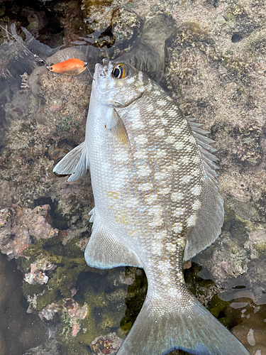 ヨスジフエダイの釣果