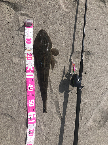 マゴチの釣果