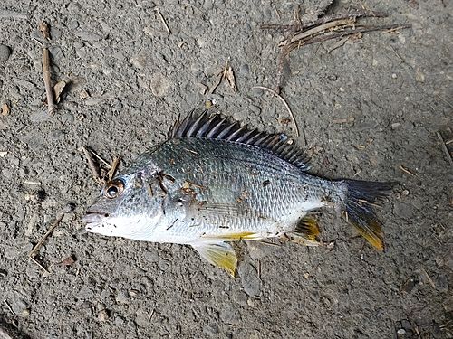 キビレの釣果