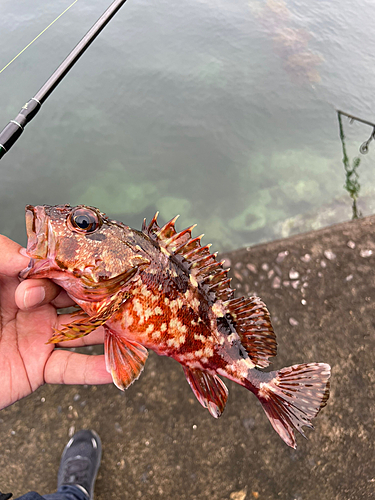 カサゴの釣果