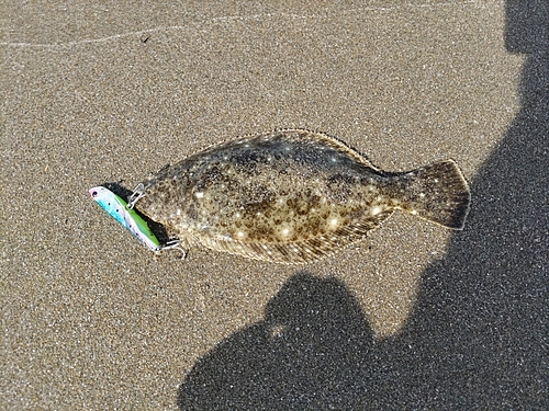 ヒラメの釣果