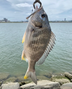 キビレの釣果