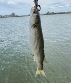 ボラの釣果