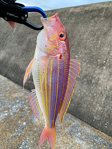 イトヨリダイの釣果