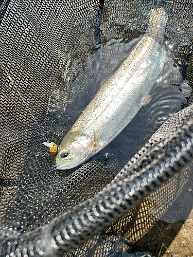 ニジマスの釣果