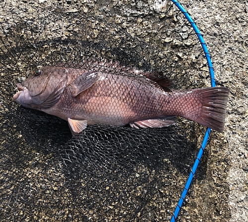 コブダイの釣果